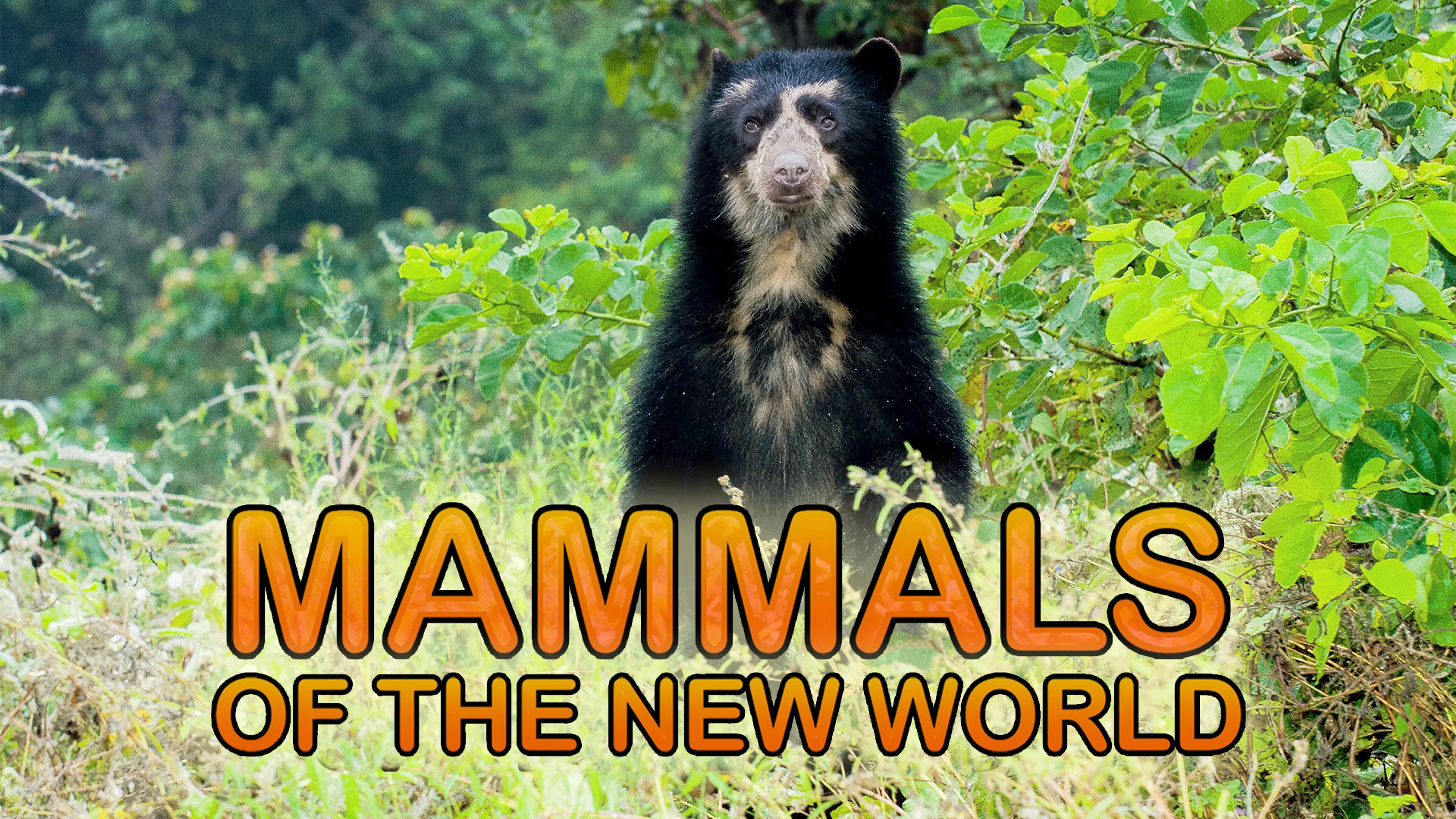 Mammals of the New World poster